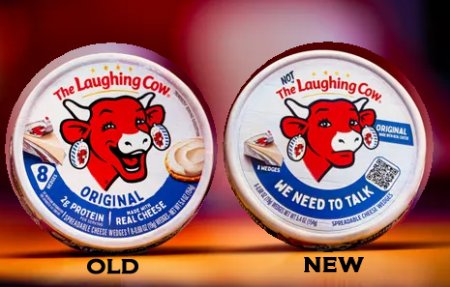 Laughing Cow Not Laughing